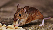 24 Hour & Emergency Exterminators in Cayce, SC